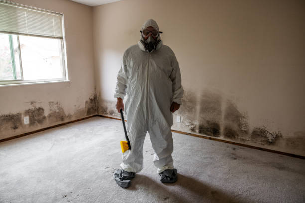 Best Water Damage & Mold Remediation  in Halfway House, PA